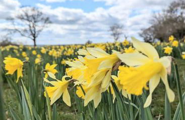 Humphries Cross Apartments - Foto 51