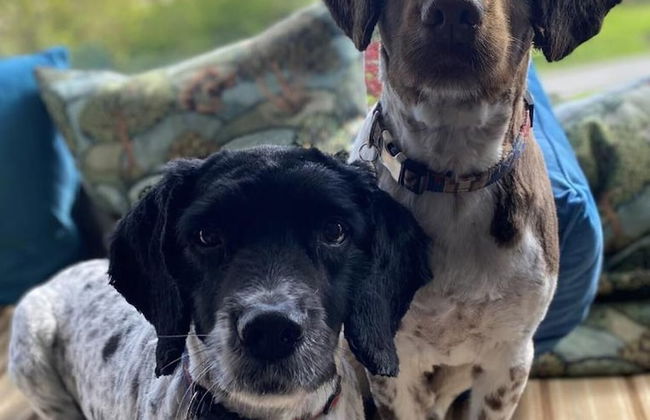 1br-balcony-petfriendly-garden-free Parking - Foto 16