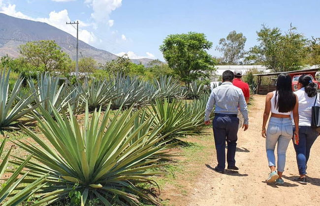 Mezcal Tour of Santa Catarina Minas - Foto 7