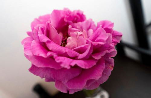 Mano's House - Foto 26