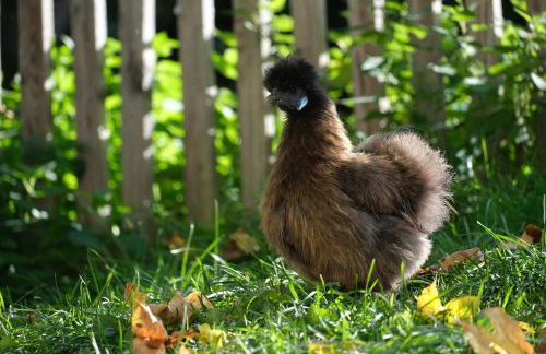 Modernes Tiny House direkt am Bauernhof - Foto 12