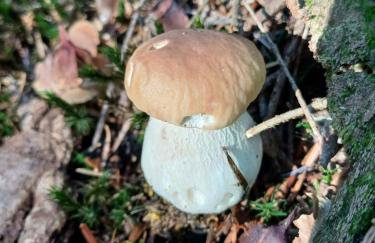 Domek nad stawem - Foto 43