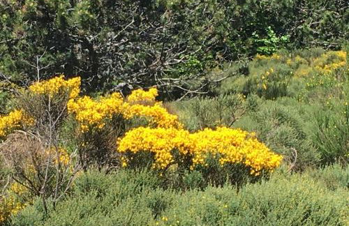 Appartement au cœur du parc national des Cévennes - Foto 12