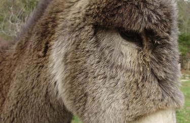 Apartamentos Rurales Ecopangea - Foto 53