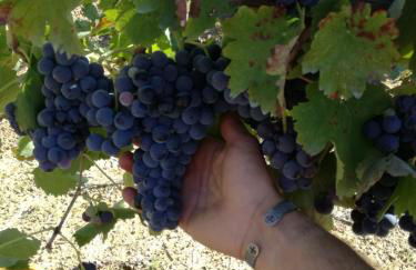 Agriturismo solare - Foto 26