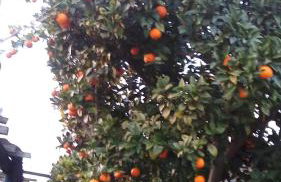 Orange Garden - Foto 32