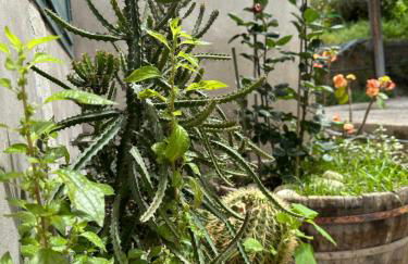 Casa Palumbo - Foto 15