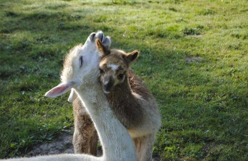 FeWo "AlpakaZeit" im ökologischen Holzhaus mit traumhafter Aussicht und Alpakas - Foto 19