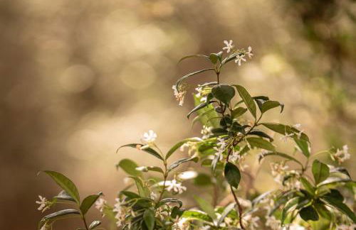 Villa Encantamiento - Dimora Gelsomino - Masseria Storica nel cuore della Puglia con piscina - Foto 72