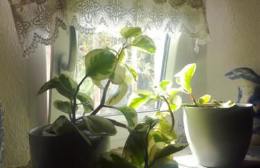 Casa do Montinho - Foto 13