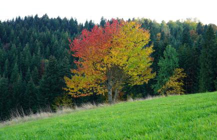 Między Wierchami - Foto 50