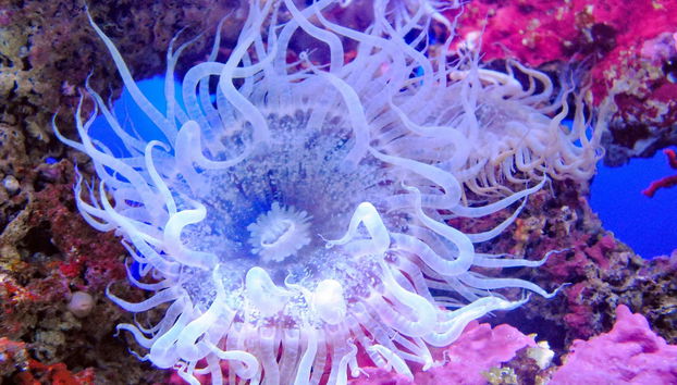 Biglietti per l'Acquario di Cala Gonone