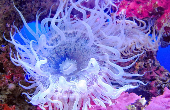 Biglietti per l'Acquario di Cala Gonone - Foto 4