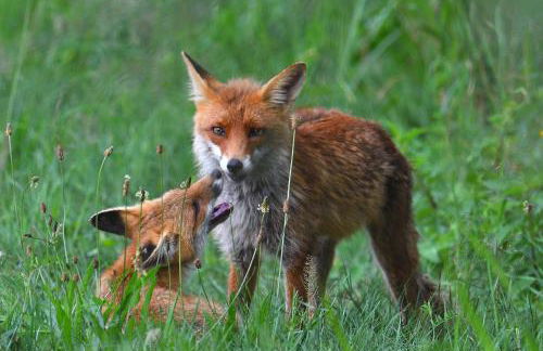 Tiny House am Waldrand - Foto 39