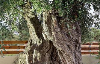 Studios Evis - Foto 56