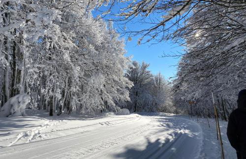 Les écureuils - Foto 16