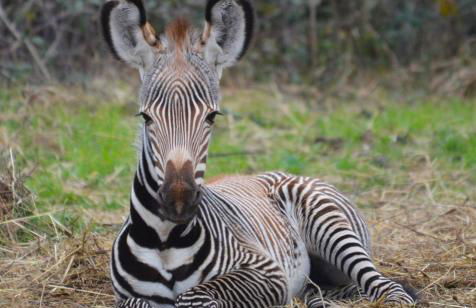 La Galinette Family Loft - Foto 20