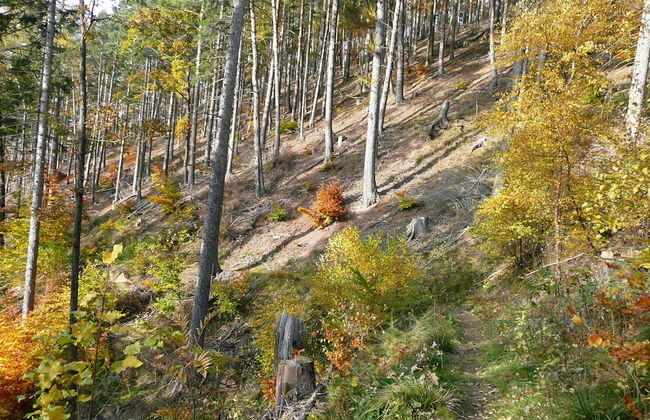 Natur-blockhaus in Waltershausen - Foto 16