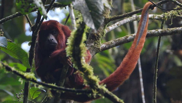 A howler monkey in the reserve