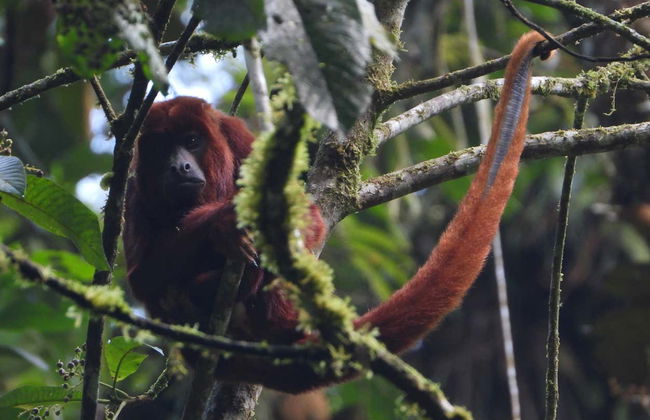Bird-Watching at Barbas Bremen - Photo 4