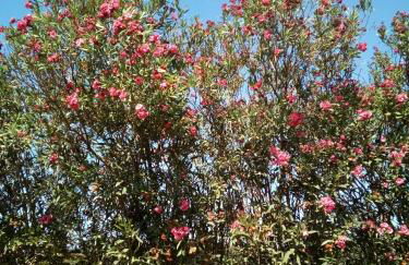 Family and friendly home. - Foto 3