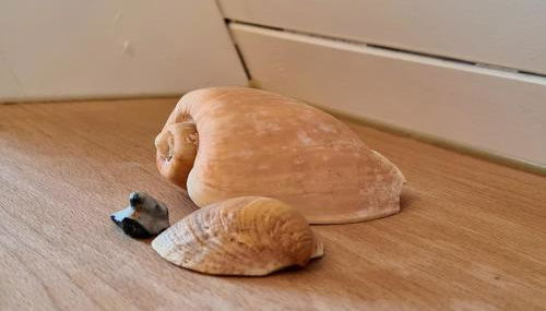 Ferienhaus Traumstrand - Foto 5