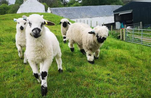 Glen Bay - 2 Bed Lodge on Friendly Farm Stay with Private Hot Tub - Foto 20