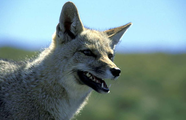 Tour por la Reserva Nacional Magallanes - Foto 3