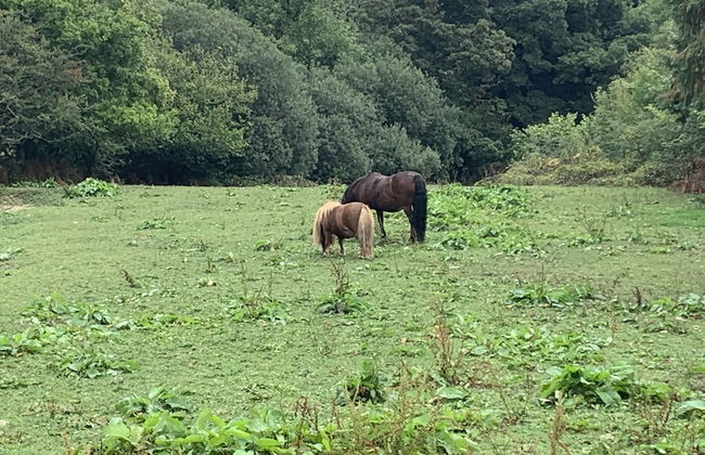 Beautiful 1-bed Studio in Boyton Launceston - Foto 19