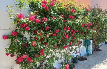 Casa do Portão Azul - Dourada - Foto 19