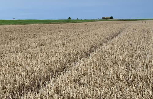 Noorhus - Kurzurlaub an der Ostsee - Foto 24
