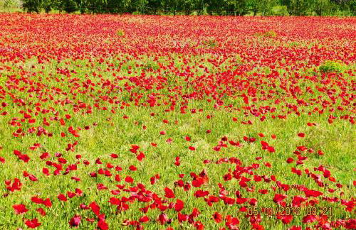 le vieux pont - Foto 19