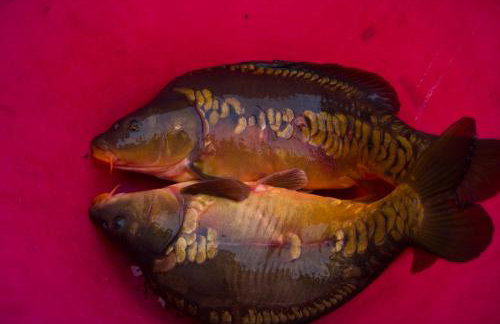 Miła Dolina - Foto 37