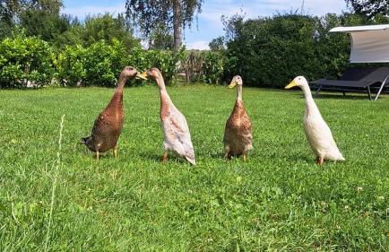 Landhaus Seemann Ferienwohnungen im Grünen - Foto 15