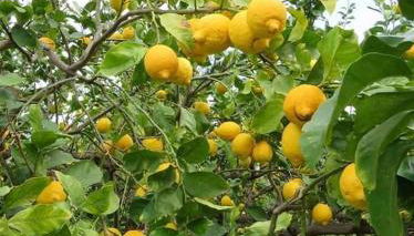 Agriturismo SoleMare - Foto 5