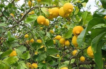 Agriturismo SoleMare - Foto 5