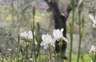 Agriturismo La Terrazza su Farfa - Foto 8