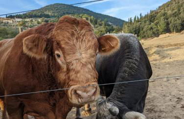 Agriturismo Fattoria Di Maiano - Foto 39