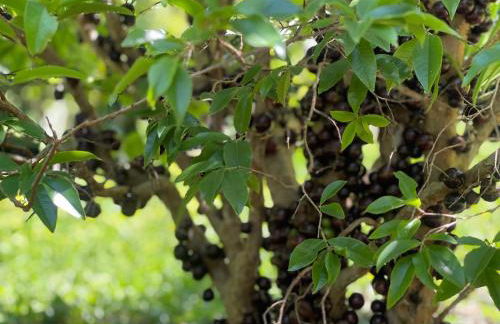 Reserva Atibaia / Casa de Montanha - Photo 3