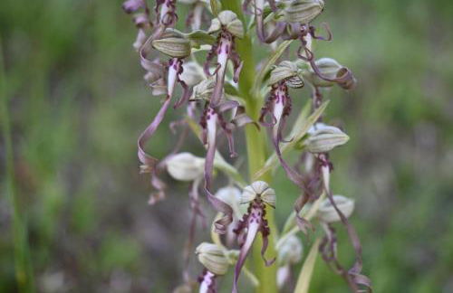 FeWo Wacholderheide - Foto 13