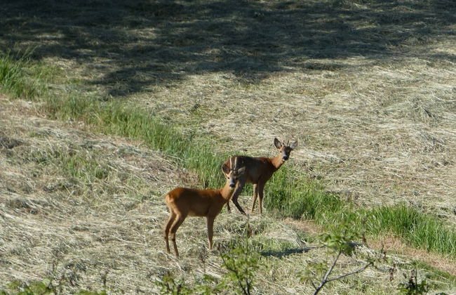 Panoramic Villa in Tuscany Rolling Hill, Well Connected, Everyday new Journey to - Foto 20