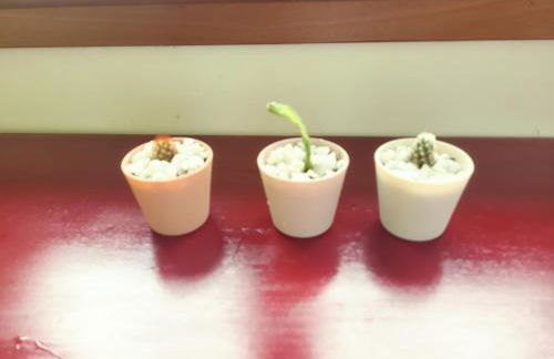 Ca Na Daniela - Foto 2