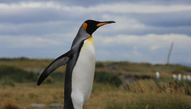 Ferry de ida y vuelta a la Isla de Tierra del Fuego - Excursión de día completo - Foto 2