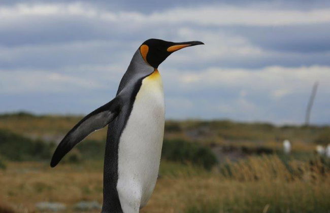 Traghetto andata e ritorno per l'isola di Tierra Del Fuego - Escursione di un'intera giornata - Foto 2
