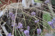 Żurawisko - Domki wśród natury - Foto 53