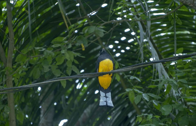 Villas Cabuya Beach & Forest - Foto 53