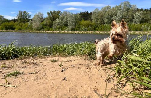 Dom z linią brzegową Narwi - Photo 32