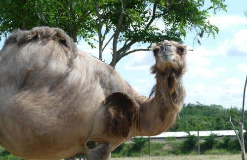 GITES DES ECOLES - Foto 6