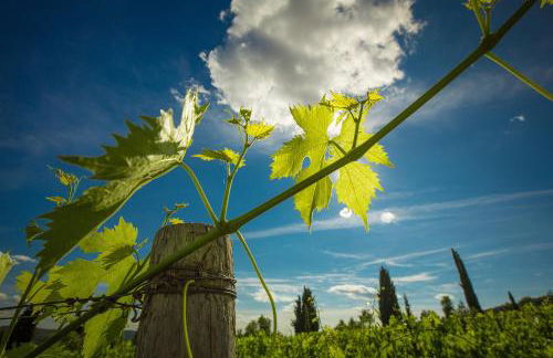 Castello di Volpaia - Foto 81