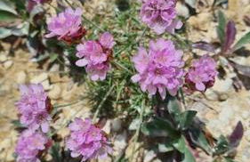 House on Costal Village free parking - Foto 21